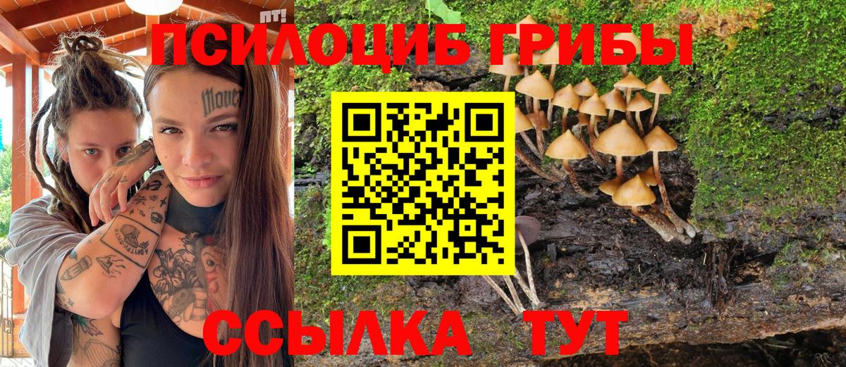 Псилоцибиновые грибы мицелий Каменск-Шахтинский
